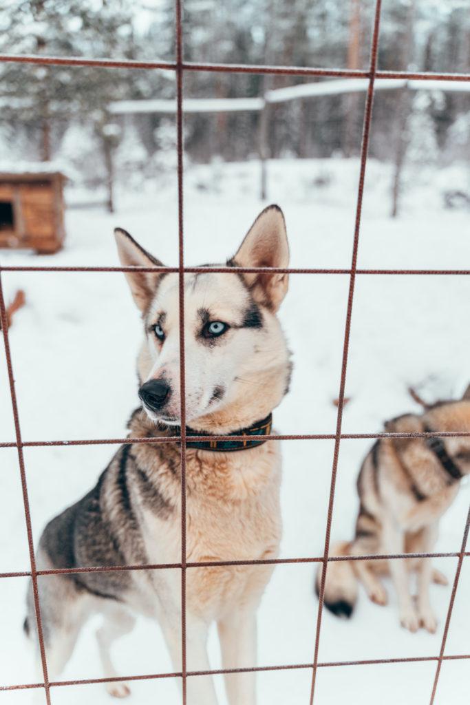 Matka Joulumaahan - Shaman Huskies